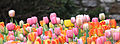Тюльпаны ботанического сада Цинциннати