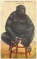 Сьюзи — «единственная дрессированная горилла в мире», почтовая открытка 1930—1945 гг.