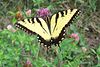 Eastern Tiger Swallowtail