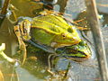 Прудовая лягушка (Pelophylax lessonae)