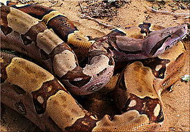 Обыкновенный удав (Boa constrictor)