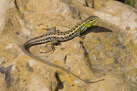 Стройная змееголовка (Ophisops elegans)