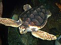 Логгерхед (Caretta caretta)