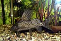 Синодонты (Synodontis)