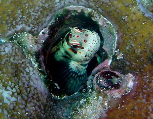 Blenniella periophthalmus