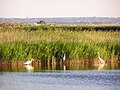 Малые белые цапли в лимане на косе