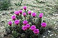 Echinocereus enneacanthus