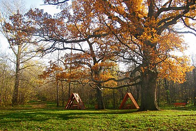 550-летний «Панский дуб» в Яблочкове Шебекинского района Белгородской области