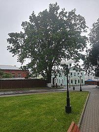 100-летний дуб во Владимире. Памятник живой природы общероссийского значения
