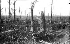 Лес после обработки артиллерией, 1915