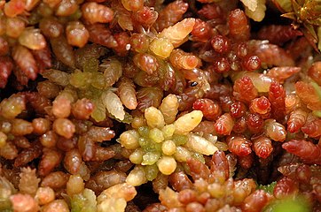 Сфагнум магелланский (Sphagnum magellanicum)