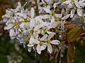 Amelanchier lamarckii, цветки.