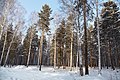 Смешанный лес Среднего Урала