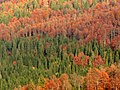 Осенний смешанный лес (север Италии)