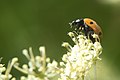 Coccinella septempunctata (божья коровка питается пыльцой от голода) (Канада)