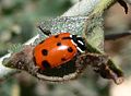 Hippodamia convergens