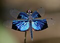 Rhyothemis resplendens — один из видов с непрозрачными участками на крыльях