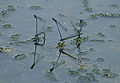 Coenagrion puella