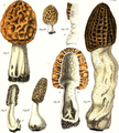 M. esculenta и M. costata, рисунок Карло Виттадини