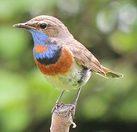 Варакушка (Luscinia svecica)