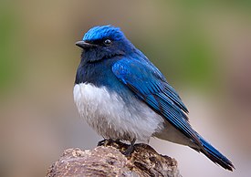 Синяя мухоловка (Cyanoptila cyanomelana)