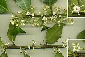 Падуб остролистный (Ilex aquifolium). Вверху — ветвь с мужского растения, внизу — с женского