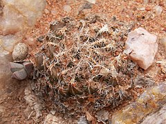 Haworthia arachnoidea var. namaquensis