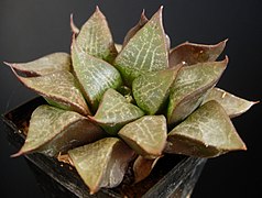 Haworthia emelyae var. comptoniana