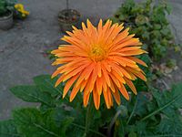 Gerbera × hybrida