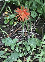 Gerbera jamesonii[en]