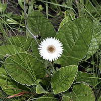 Gerbera ambigua[en]