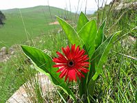 Gerbera aurantiaca[en]