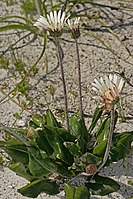 Gerbera wrightii