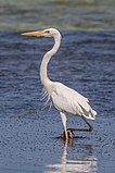 Ardea herodias occidentalis, белая форма, о. Куба