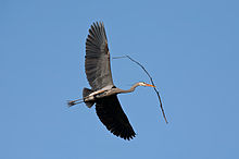 Ardea herodias herodias в полёте