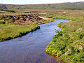 Прибрежно-водная растительность