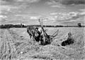 Жатва пшеницы в валки конной жаткой, 1942 год