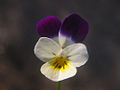 Viola tricolor var. tricolor