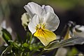 Viola tricolor