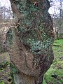 Большой нарост на дубе черешчатом (Quercus robur) возле замка Гленгарнок в Северном Эйршире