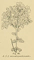 'Mesembryanthemoides'