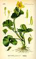 Калужница болотная (Caltha palustris L.)