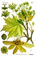 Клён остролистный (Acer platanoides L.)