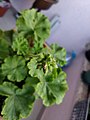 Umbel of a Pelargonium zonale