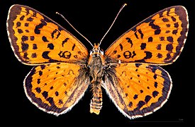 Melitaea didyma occidentalis ♂