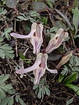 Dicentra uniflora