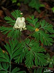 Dicentra canadensis