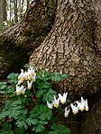 Dicentra cucullaria