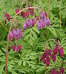 Dicentra formosa