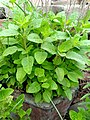 Базилик тонкоцветный (Ocimum tenuiflorum) c декуссатным расположением листьев